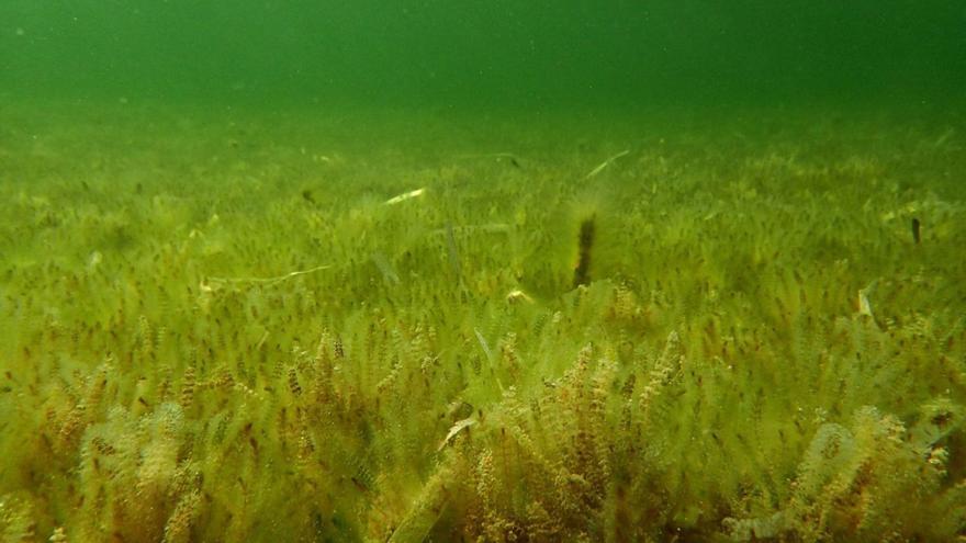 El alga batophora coloniza la totalidad de la orilla y del fondo de s’Estany des Peix