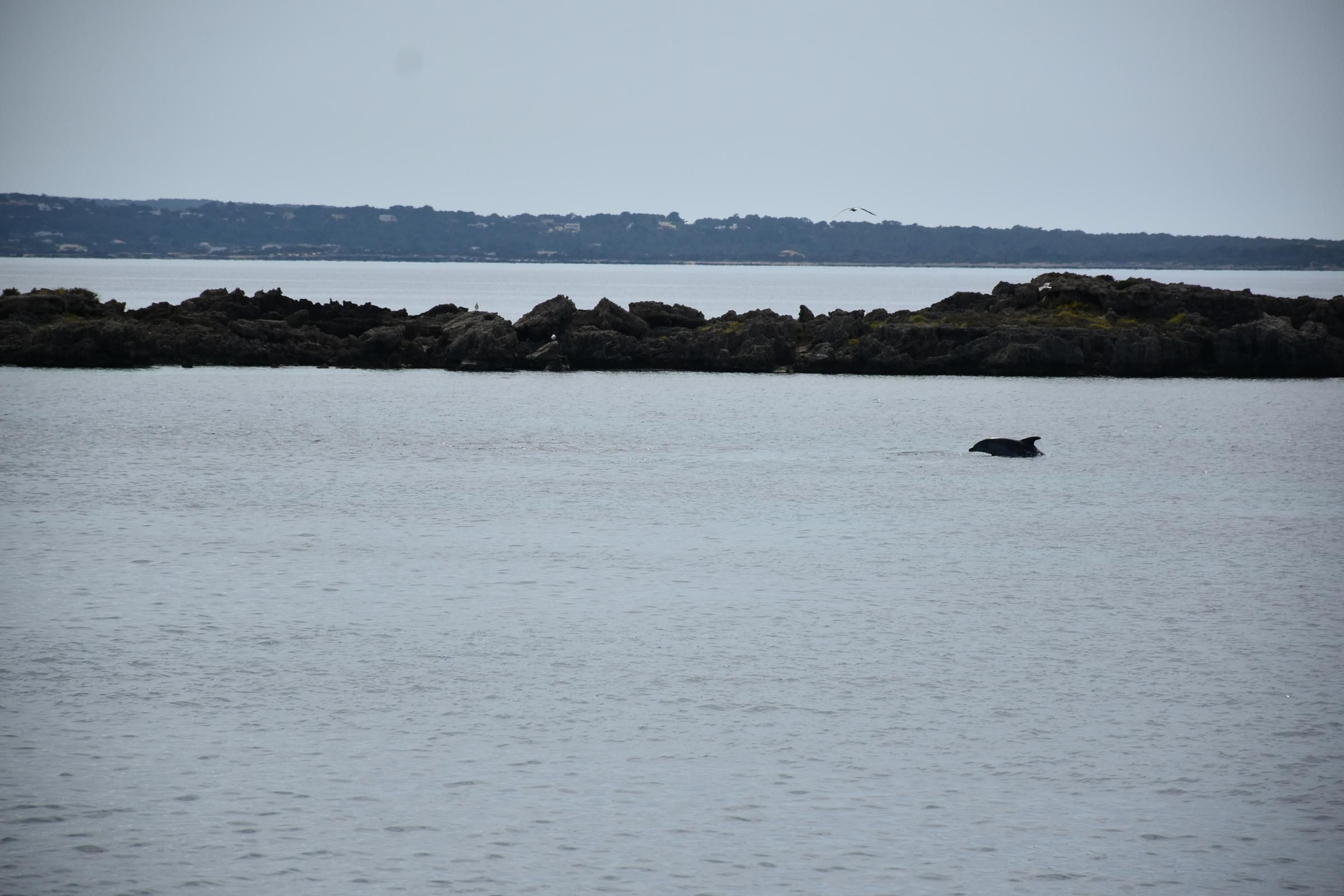 Delfines en  s'Espalmador