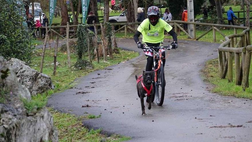 Garaña de Pría, en Llanes, vibra con el mushing