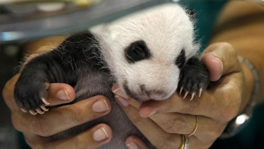 Los osos panda del Zoo de Madrid cumplen un año