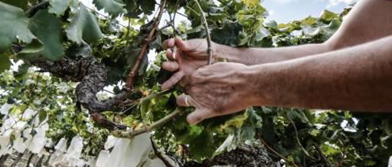 Oleada de robos de uva a plena luz en Monforte del Cid