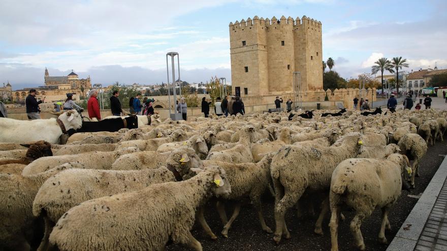Balidos merinos en la Calahorra al paso del ganado de Las Albaidas