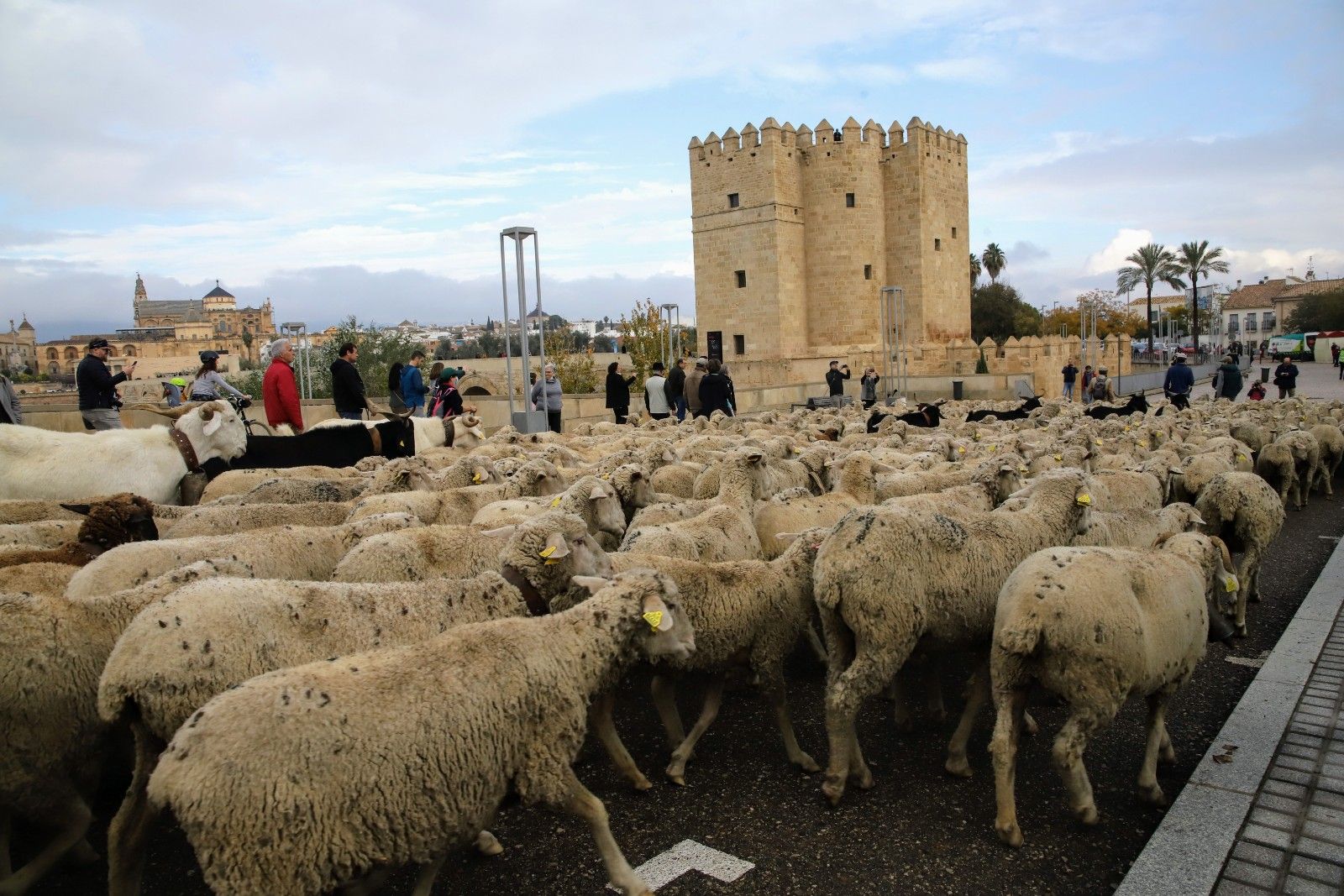 Cientos de ovejas de la ganadería Las Albaidas cruzan Córdoba