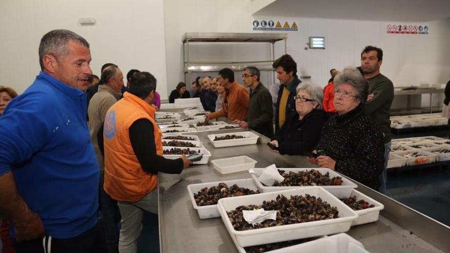 Una subasta de percebes, en la lonja de O Grove. |   // FDV