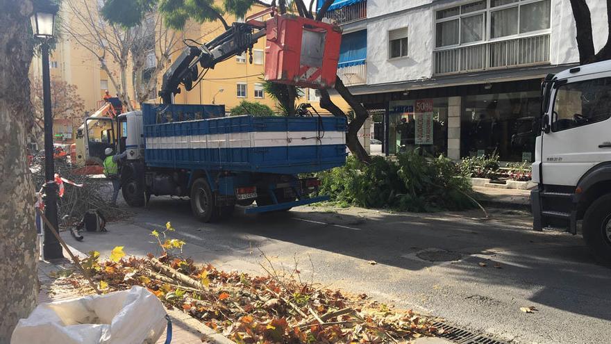 Técnicos, ayer, en las labores de poda en la avenida de La Constitución.