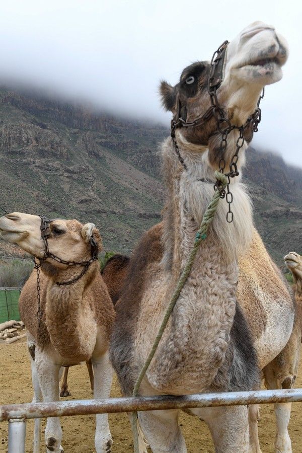 Camellos que este año se han quedado sin cabalgatas