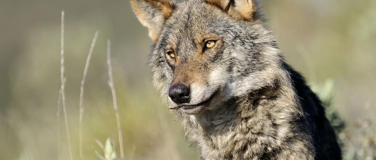 El lobo queda protegido en toda España: hasta 2 millones de multa por cazarlo