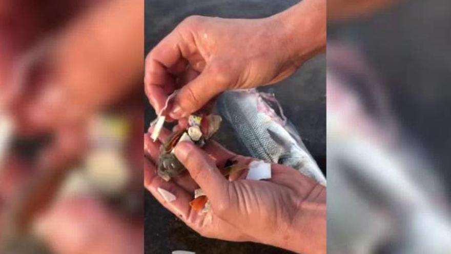 Encuentran "plástico, puro plástico" dentro de un pescado en aguas de Canarias