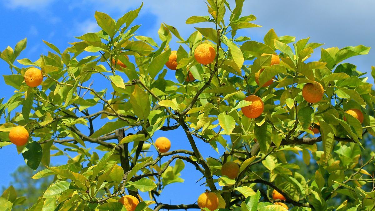 Un arbre de mandarines