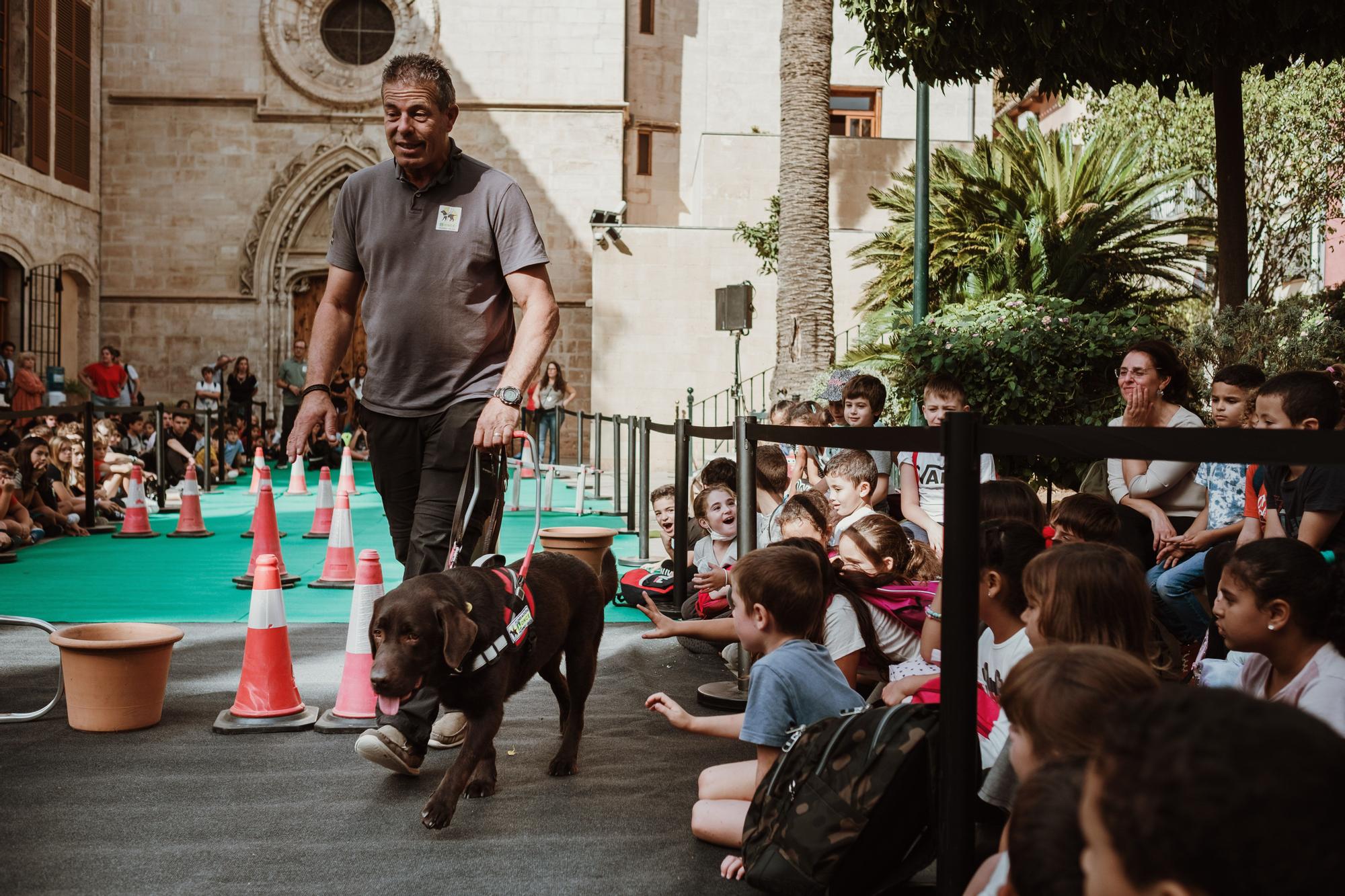 Exhibición de perros guía para personas ciegas en Palma