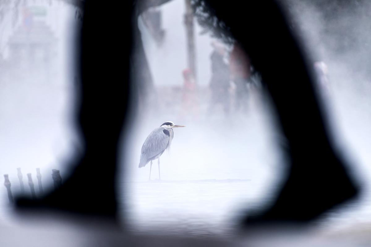 &quot;Walking over wildlife&quot;.