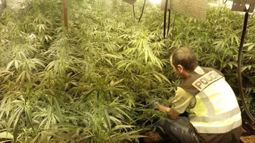 Imagen de archivo de una plantación de marihuana intervenida por la Policía.