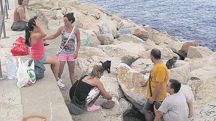 Unanimidad para fomentar el bienestar animal en Vinaròs