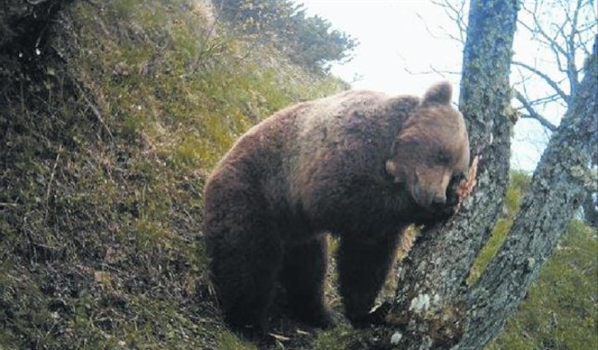 Balou, l’últim mascle alliberat al Pirineu, fotografiat poc abans de la seva mort el juny de l’any passat. No va aconseguir mai reproduir-se.