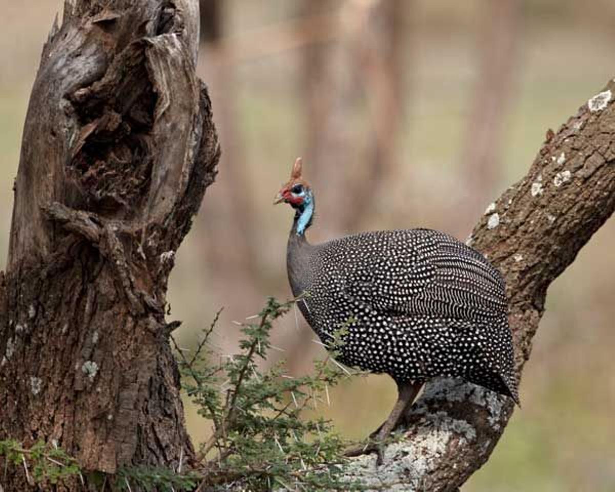 Gallina de Guinea en el Parque Nacional del Serengeti en Tanzania.