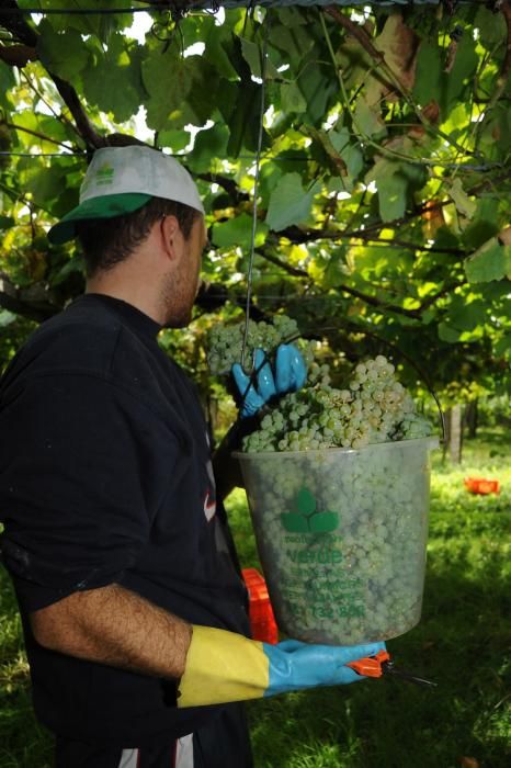 La recolección sigue su curso tras un breve parón provocado por las lluvias - El grueso de las bodegas finaliza esta semana