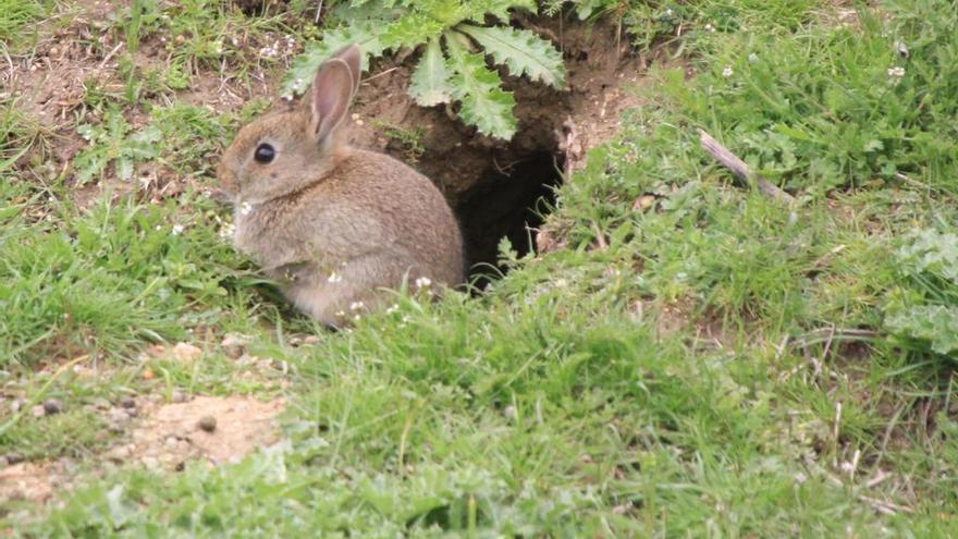 Ejemplar de conejo.