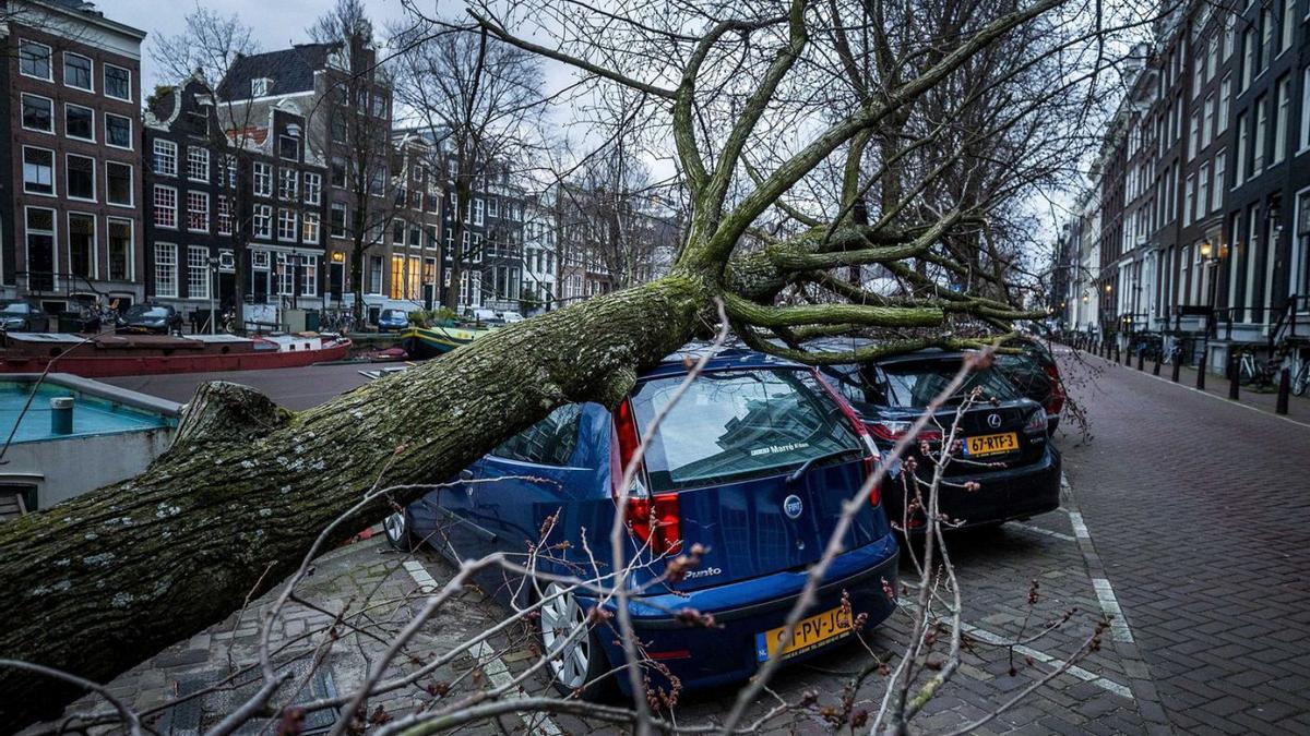 Un arbre caigut sobre dos cotxes a Amsterdam. | EFE