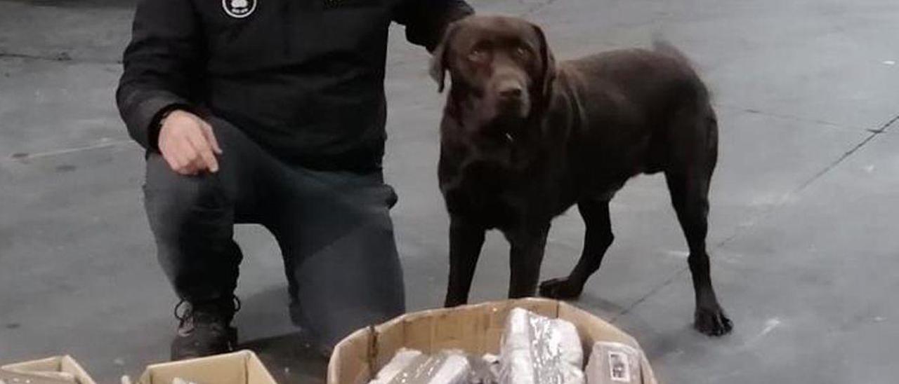 El agente canino de la Guardia Civil Turko localizó 82 kilos de hachís en noviembre.