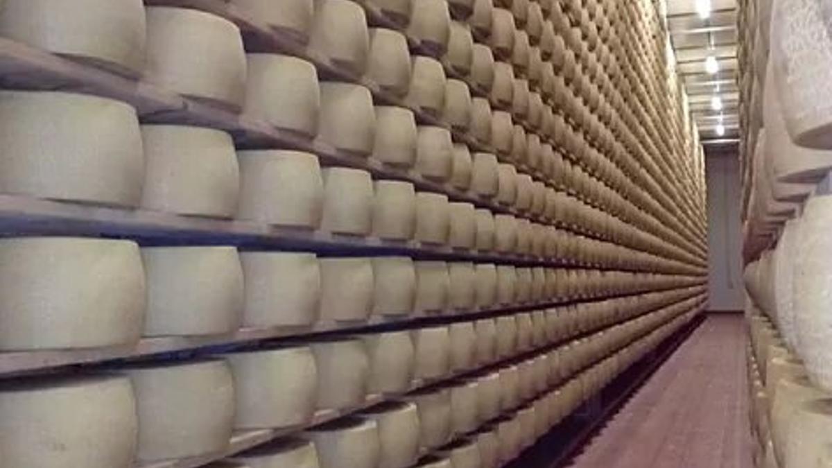 Estanterías con quesos Grana Padano almacenados