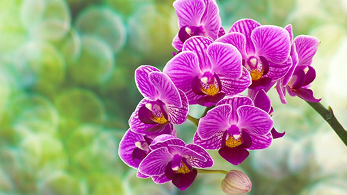 La famosa flor de la orquídea.