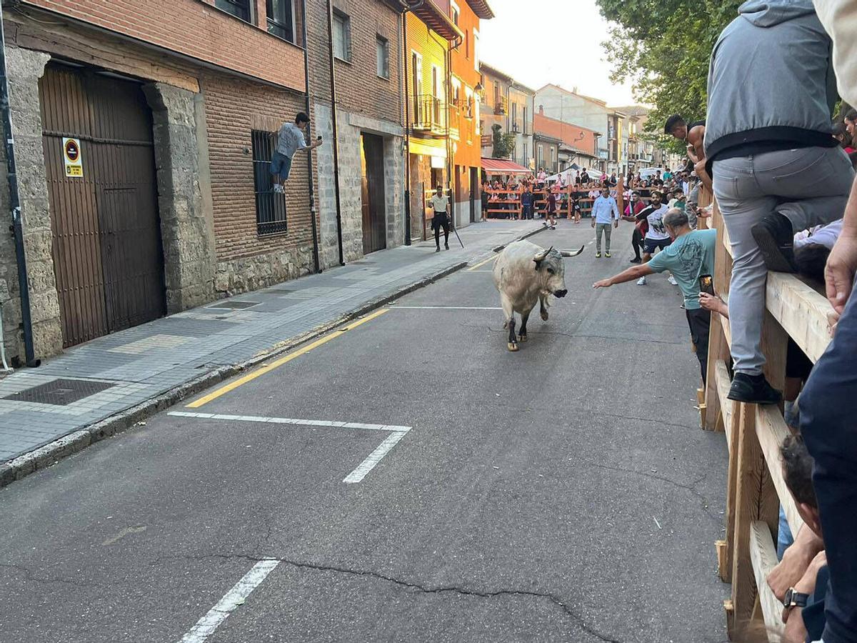 Toro del Cajón, San Agustín 2026