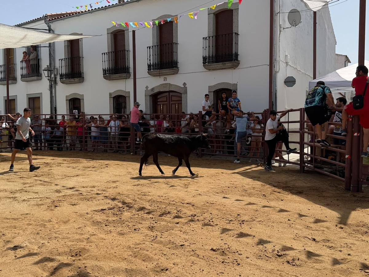 Comienzan los encierros de vacas bravas en la localidad de Alcaracejos: intensidad y emoción en las calles