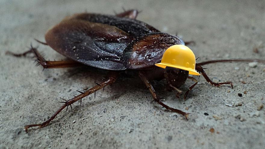 Cucarachas &quot;mutantes&quot;: ¿por qué estos insectos se han vuelto inmunes a los insecticidas?