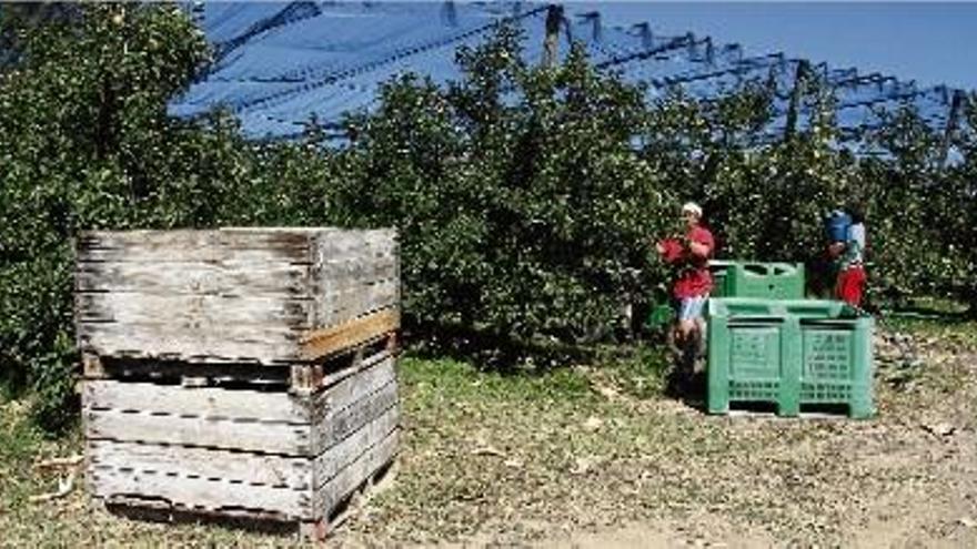 Uns temporers recollint pomes ahir en una finca situada a Gualta, al Baix Empordà.