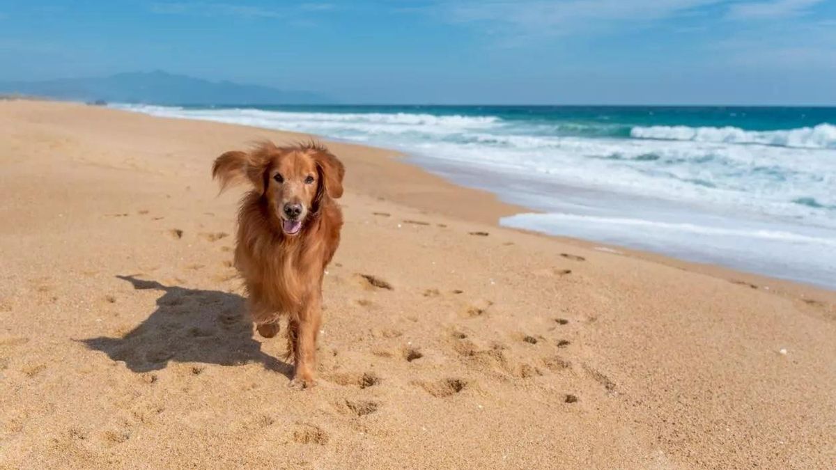Perro en una playa canina