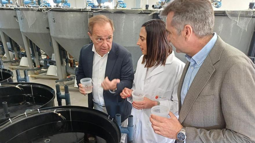 La Región de Murcia impulsa la cría de sepia para revolucionar la acuicultura