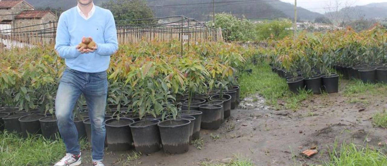 Pedro Santa Cecilia con unos kiwis en las manos y el balón de fútbol a los pies, ayer, en la plantación de Santianes de Pravia.