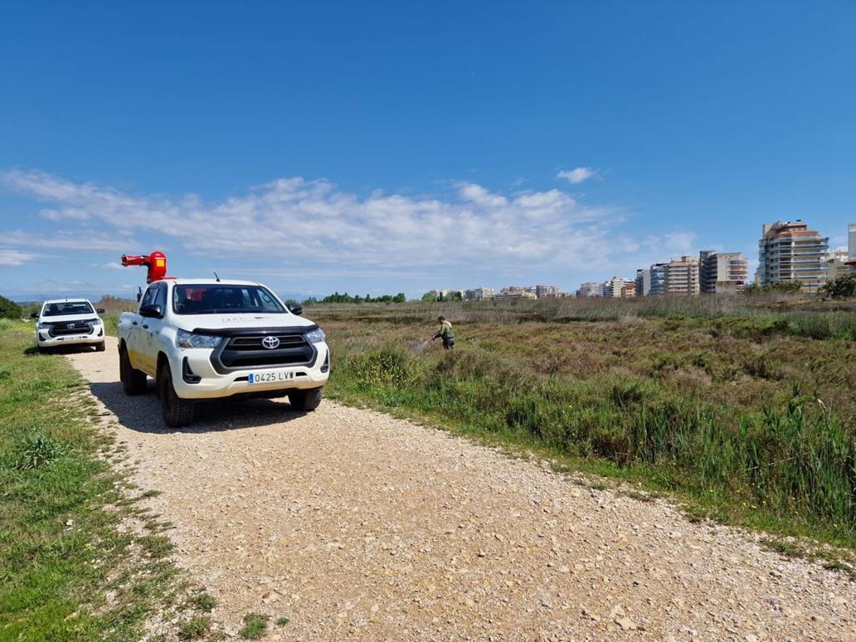 Trabajos contra los mosquitos en la zona húmeda de la marjal de Peñíscola.