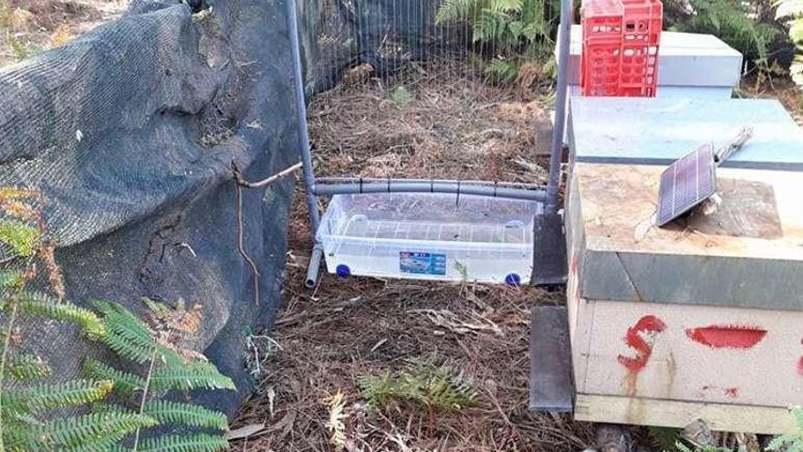 La trampa llamada arpa eléctrica, frente a las colmenas de abejas.