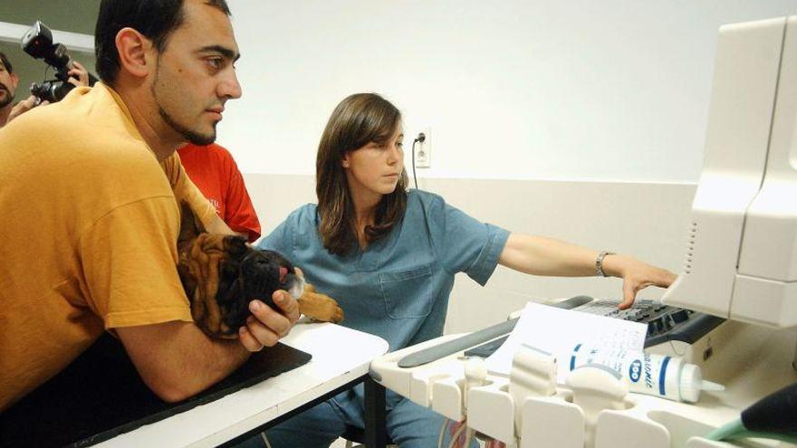 Un decreto regula la figura de auxiliar oficial de inspección veterinaria