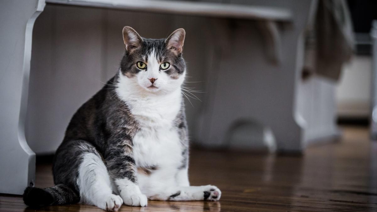 Un gato con sobrepeso.