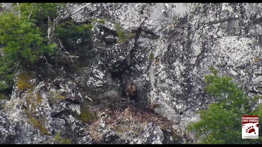 El impactante vídeo de un oso que mató a una hembra tras una pelea para proteger a su cría