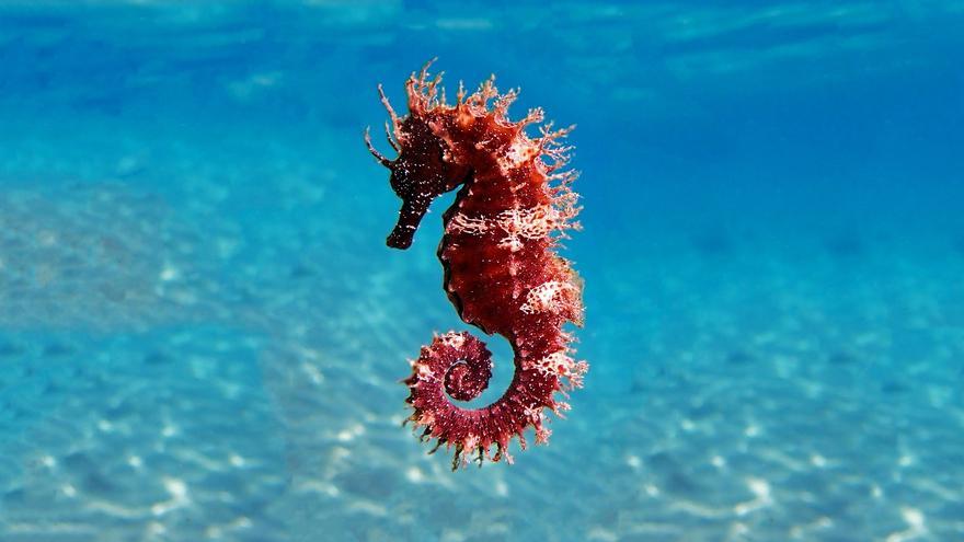 Caballitos de mar: una joya del Mediterráneo español en vías de desaparición