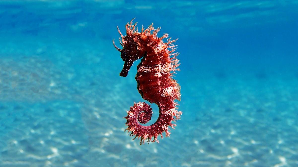 Un ejemplar de caballito de mar del Mediterráneo
