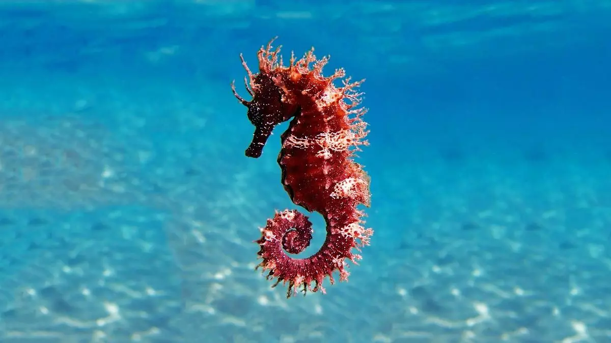 Caballitos de mar: una joya del Mediterráneo español en vías de desaparición