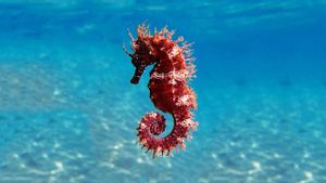 Un ejemplar de caballito de mar del Mediterráneo