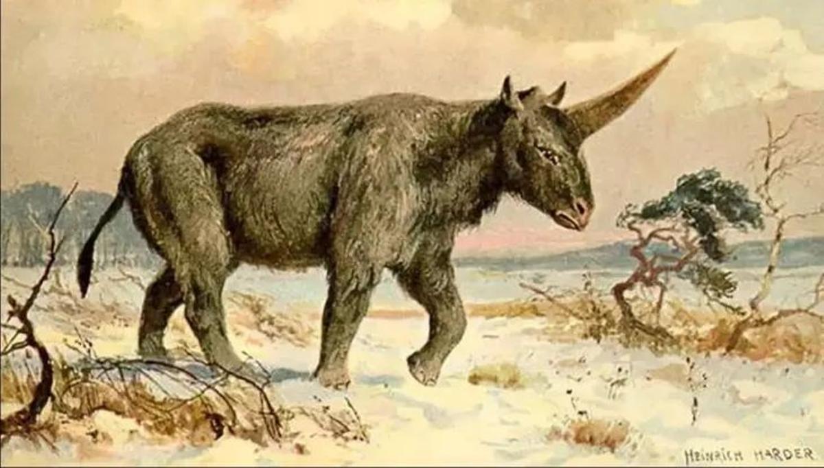 El unicornio siberiano se extinguió por cambios en el clima.