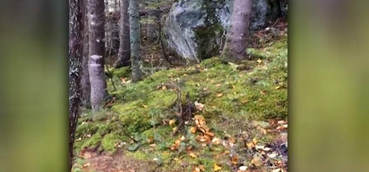 Una captura del vídeo que muestra la respiración de los árboles.