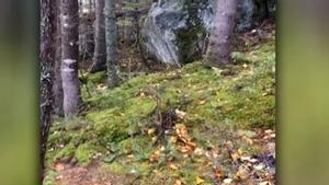 Una captura del vídeo que muestra la respiración de los árboles. 