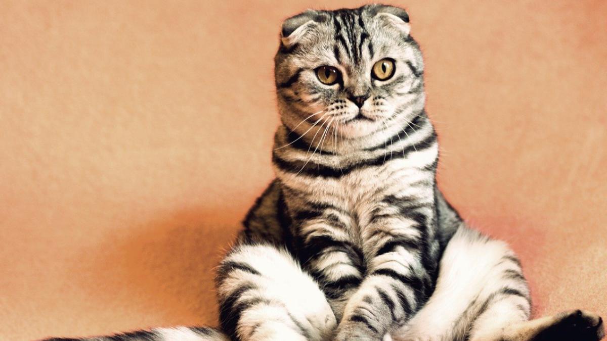 La creencia de que los gatos siempre caen de pie es falsa.