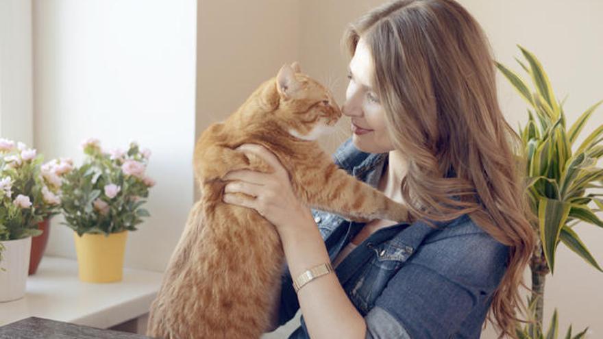 Los gatos fueron domesticados en China.