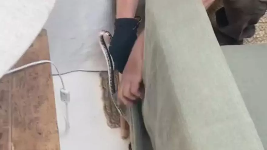 Capturan una serpiente de un metro bajo un sofá dentro de una casa en Ibiza