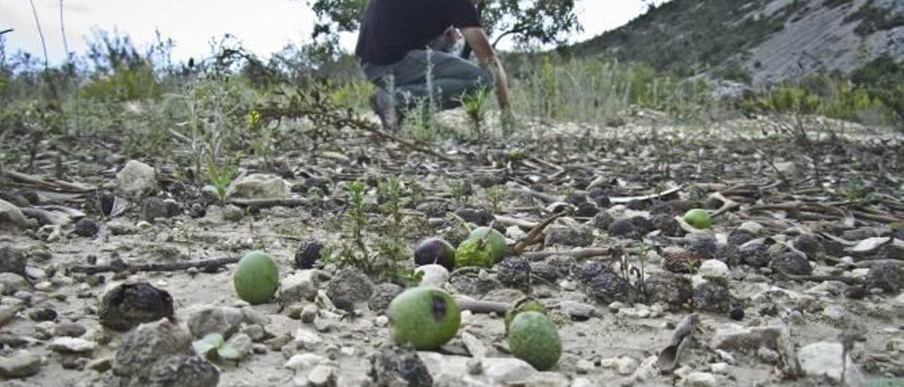 La cosecha de oliva de El Comtat baja un 30% por el pedrisco