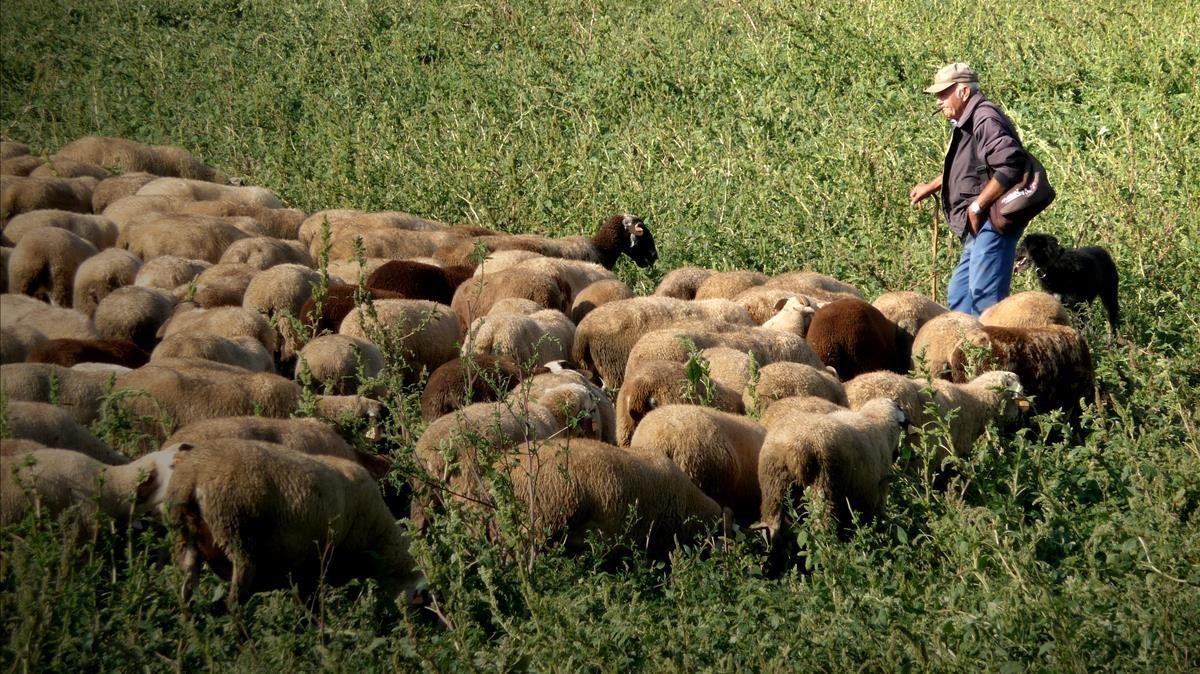 Un pastor con sus ovejas. Un pastor con sus ovejas.