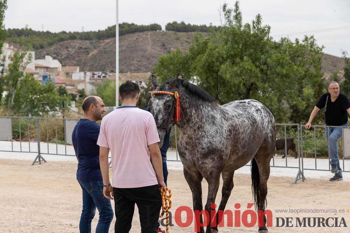 Control veterinario de los Caballos del Vino en Caravaca